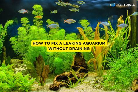 How to fix a leaking aquarium without draining  4